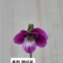 홍학 제비꽃 이미지