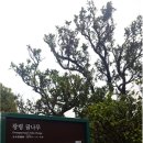 광령귤나무 이미지