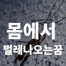 벌레꿈 몸에서벌레나오는꿈 몸에벌레가기어다니는꿈 이미지