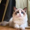 Fall in Rags 이미지