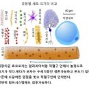 메틸기(ch3)의 역할 이미지