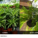 식물2 이미지