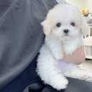 대구강아지분양도그패밀리