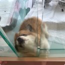 더개 | 대전펫카페 대전애견분양 대전애견샵 the DOG