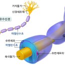 미엘린학원