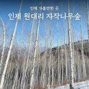 자작나무숲 가는 길 | 인제 원대리 자작나무숲 다녀온 후기 포토스팟 오두막 위치 아이젠 필수