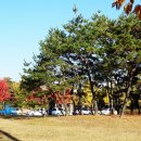 파주로 은행나무길 이미지