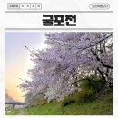 서04-404 | 인천 굴포천 벚꽃 실시간 개화 현황 주차 정보