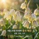 동양약용식물 | 4월 25일 탄생화 중국패모 꽃말·유래·효능·재배법