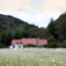 봉평메밀밭 이미지