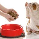 효자 동물병원 이미지