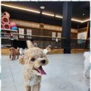 노케이지 | 두정동애견유치원 우리 아이가 마음껏 뛰놀 수 있는 노케이지 후기