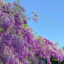 등나무 | 울산 태화강국가정원 등나무꽃 후기｜모네의다리 지금 만개, 개화시기 총정리