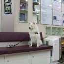 즐거운 동물병원 이미지