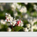 옥정호구절초테마공원 이미지