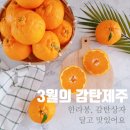 한라봉 고르는법 감탄상자 최고!