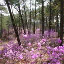 죽동리 | [2013년] 당진, 진달래로 물들은 아미산을 걷다 - 백제부흥군길