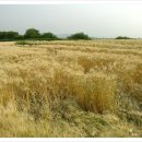 감자서리 이미지