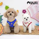 댕냥이 이미지