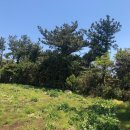 표선리-1 이미지