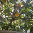 10.20.mon＜토지33＞ 현상학으로 본 복통과 귀향 이미지