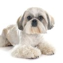 동행 애견 돌봄 센터 부산점 강아지 고양이 무료분양 | 부산강아지분양 행복한 하루의 동반자