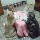 하얀쪽배 이미지