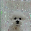 모랑펫살롱 이미지