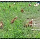 하민농장 이미지