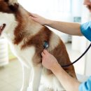 반려동물관리사자격증 이미지