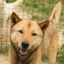 강아지삼촌