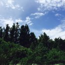 녹원목장 | 제주도 말목장 #말타기 #시바견 #백마