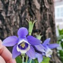 예쁜꽃그리기(보테니컬아트) 이미지