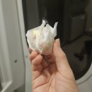 대구 월성동 디저트 답례품 추천, 복호두 호두과자맛집 후기