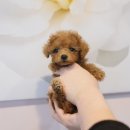 내품안의반려견 노원점 이미지