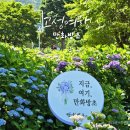 까페제이즈가든 | 경남 고성 수국 명소 만화방초 6월 수국 개화 숲속의 바다 힐링 산책