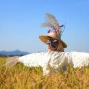 허수아비 이미지