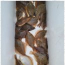 해인호 | 속초배낚시 속초 해인호에서 즐거운 낚시 체험 후기