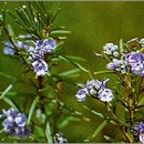 로즈마리 이미지