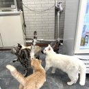 캣카페 낭만고양이 이미지