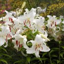 향기꽃방 이미지