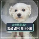 방학동물외과센터 이미지
