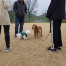 위드유애견 이미지