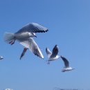 춤추는갈매기 이미지