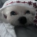 모찌모텔 이미지