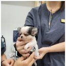 안심동물의료센터 이미지