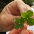 크로바 농원 이미지