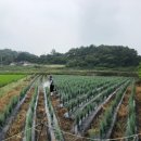 선녀농장 이미지