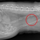 상암동물병원 이미지