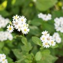 동방캠핑하우스 | 경주캠핑장 경주동방캠핑하우스에서 가을 캠핑의 정점을 찍다.